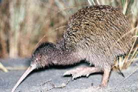 Stewart Island Kiwi
