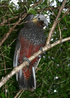 Native kaka seen in increasing numbers around Halfmoon Bay and Ulva Island