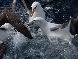 white-capped or shy mollymawks and Campbell Island mollymawks