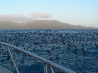 Sooty shearwater Southwest Cape - Stewart Island