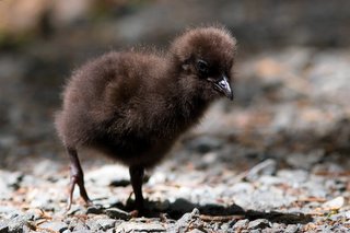 Weka chick on Ulva Island - photo Ben Marzeion